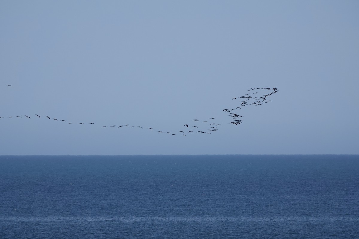Straw-necked Ibis - ML642896922