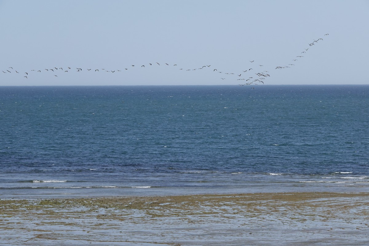 Straw-necked Ibis - ML642896923