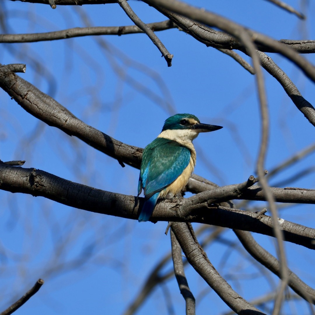 Sacred Kingfisher (Australasian) - ML642896943