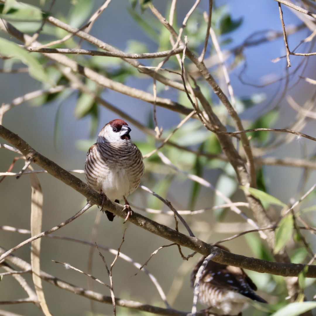 Plum-headed Finch - ML642896957
