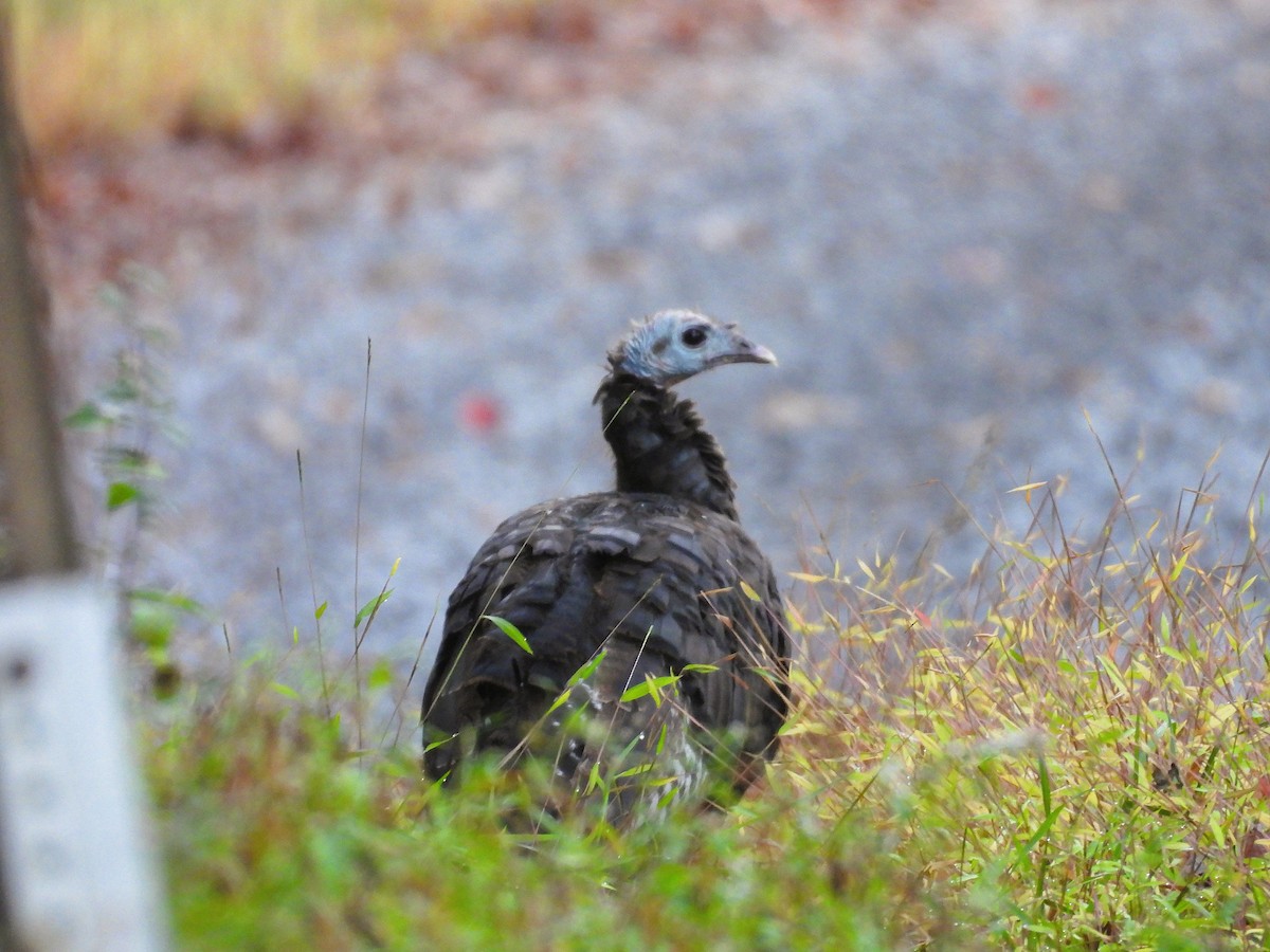 Wild Turkey - ML642896973