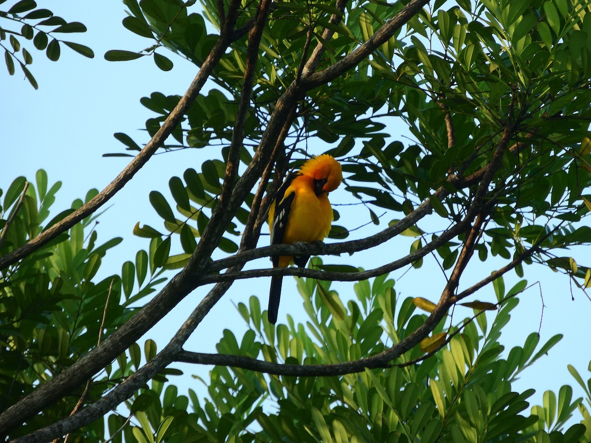 Altamira Oriole - ML642896978