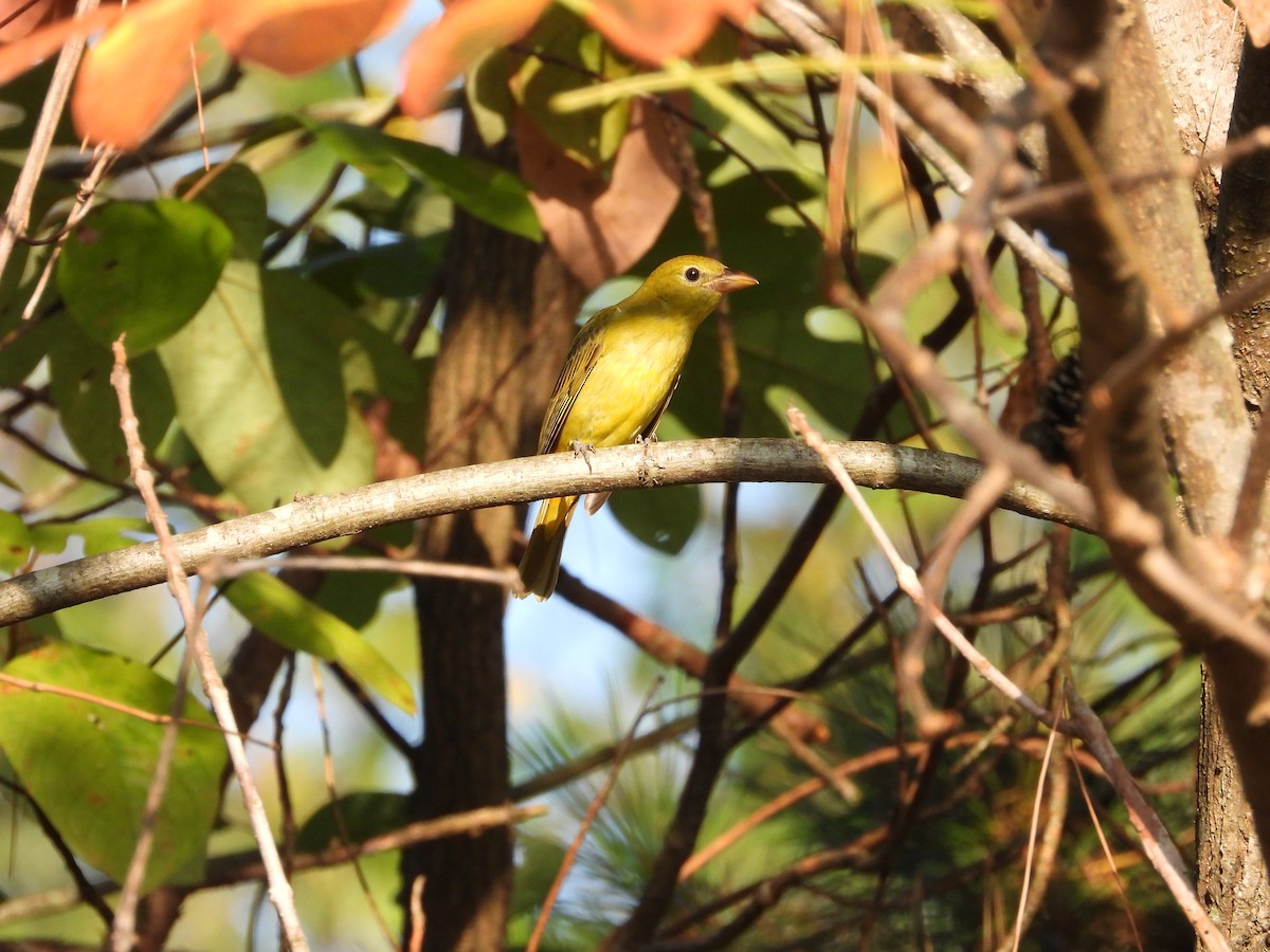 Summer Tanager - ML642896981