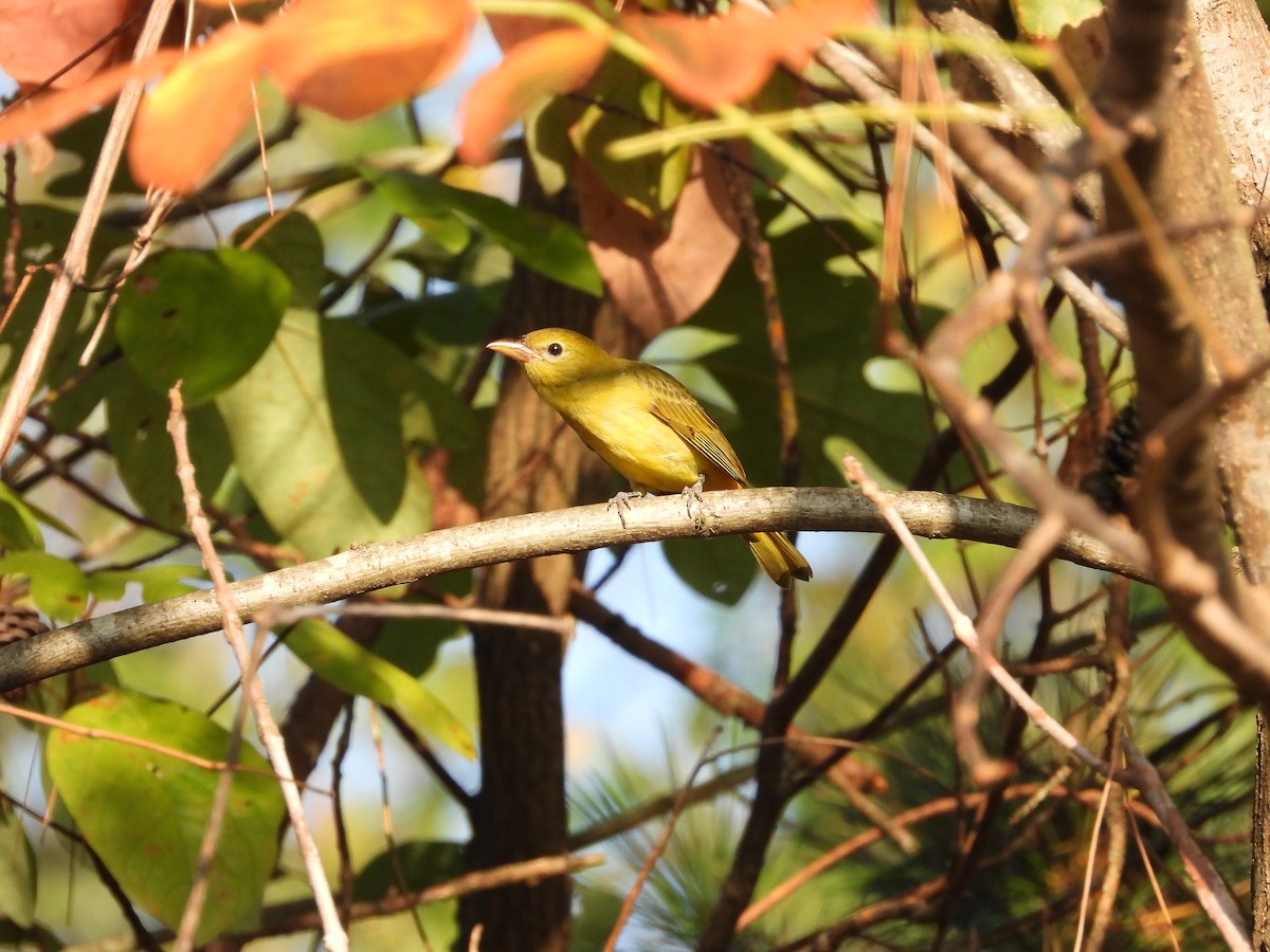 Summer Tanager - ML642896982