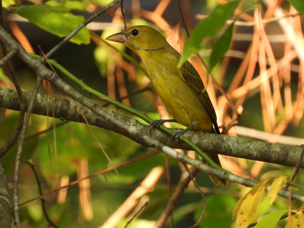 Summer Tanager - ML642896983