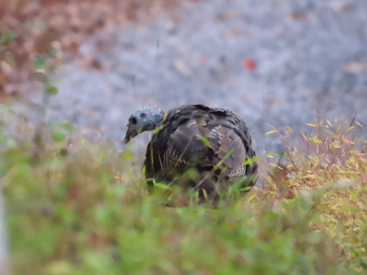 Wild Turkey - ML642896987