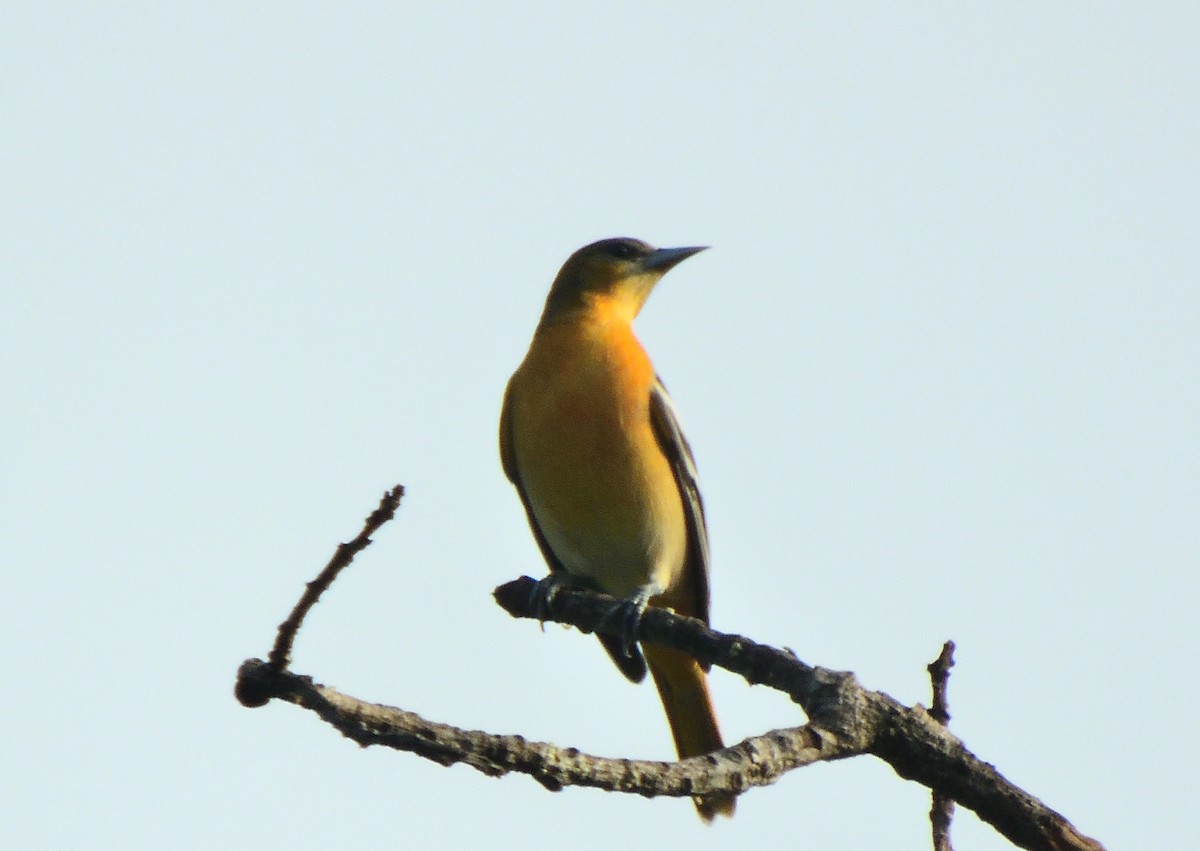 Baltimore Oriole - ML642896988