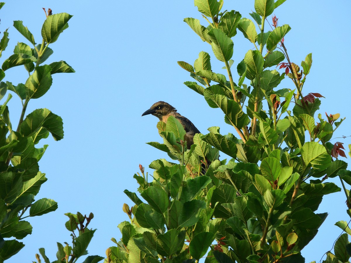 Great-tailed Grackle - ML642896989