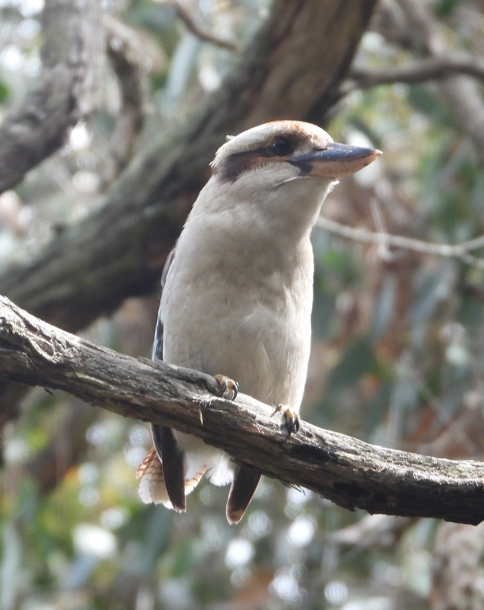 Laughing Kookaburra - ML642896995