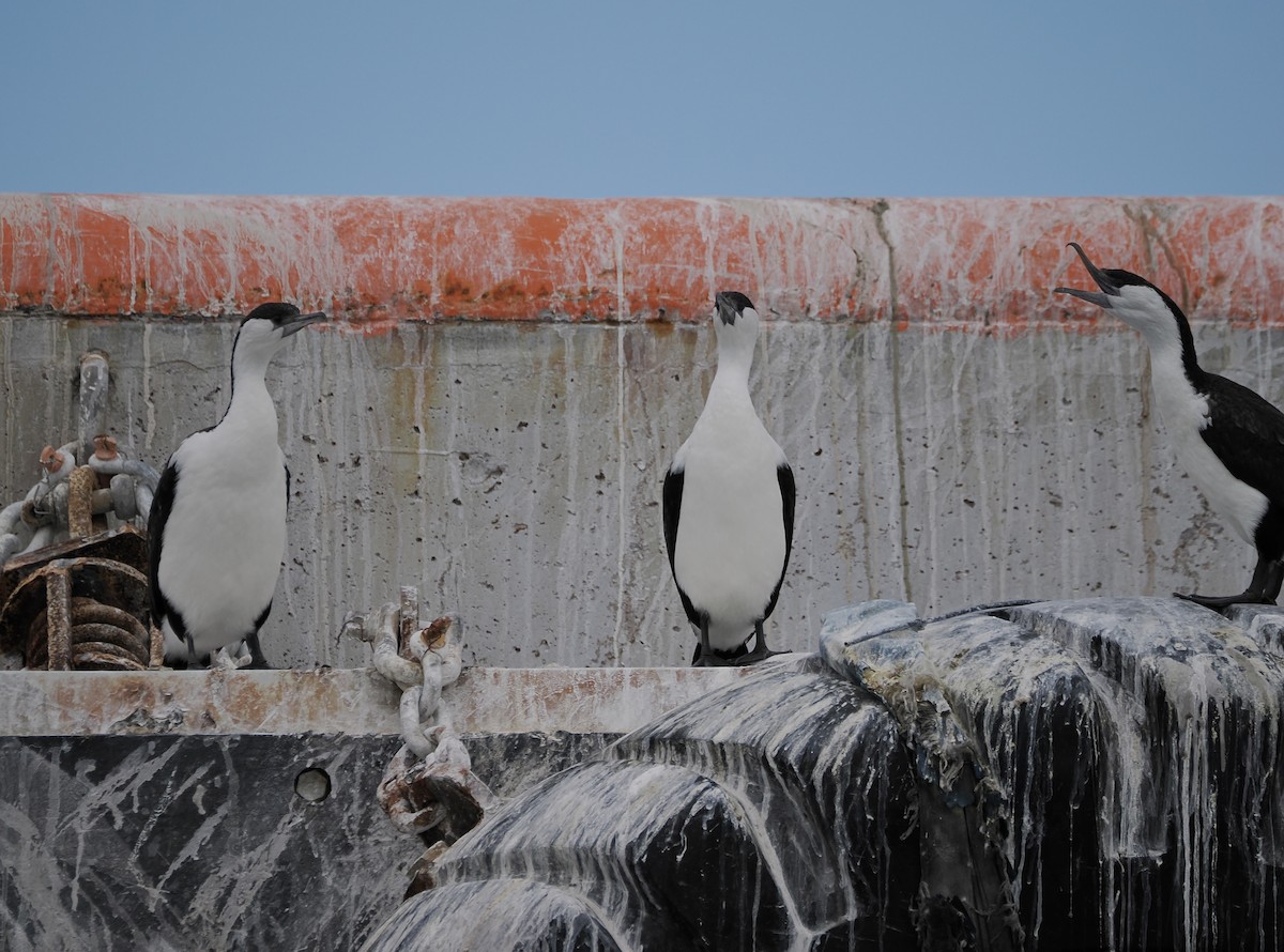 Cormorán Carinegro - ML642897040