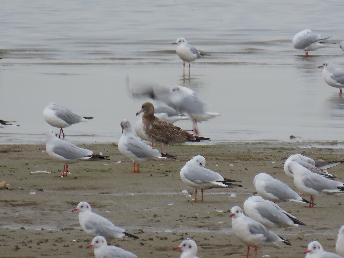 Black-tailed Gull - ML642897054