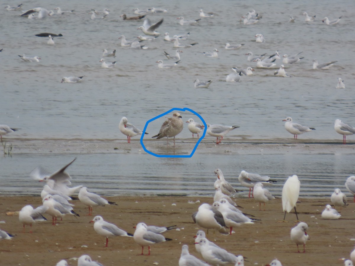 Vega/Mongolian Gull - ML642897062