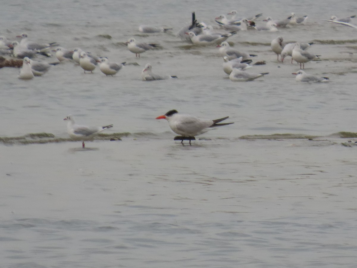 Caspian Tern - ML642897086