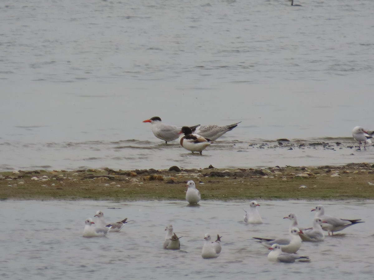 Caspian Tern - ML642897087