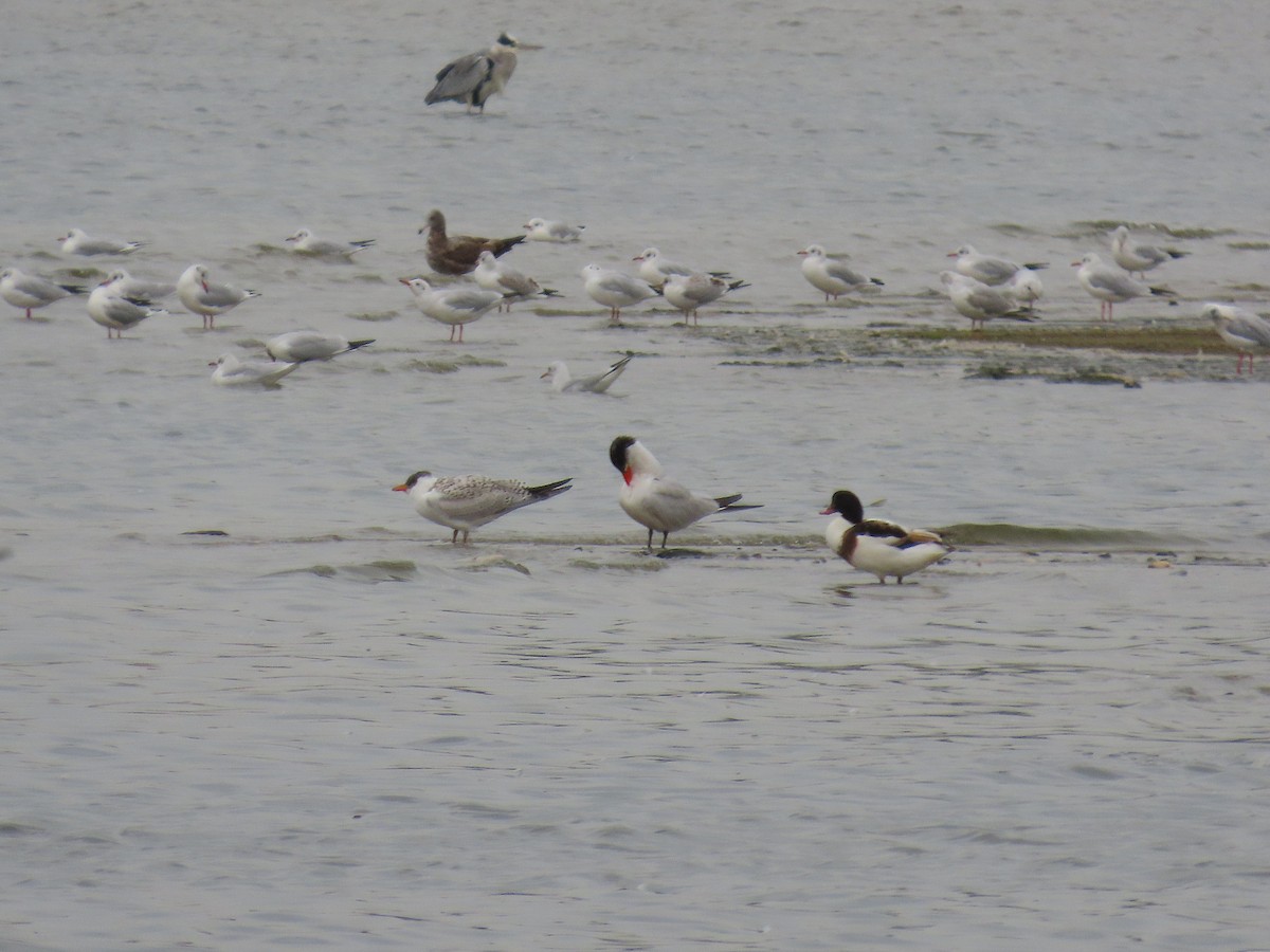 Caspian Tern - ML642897088