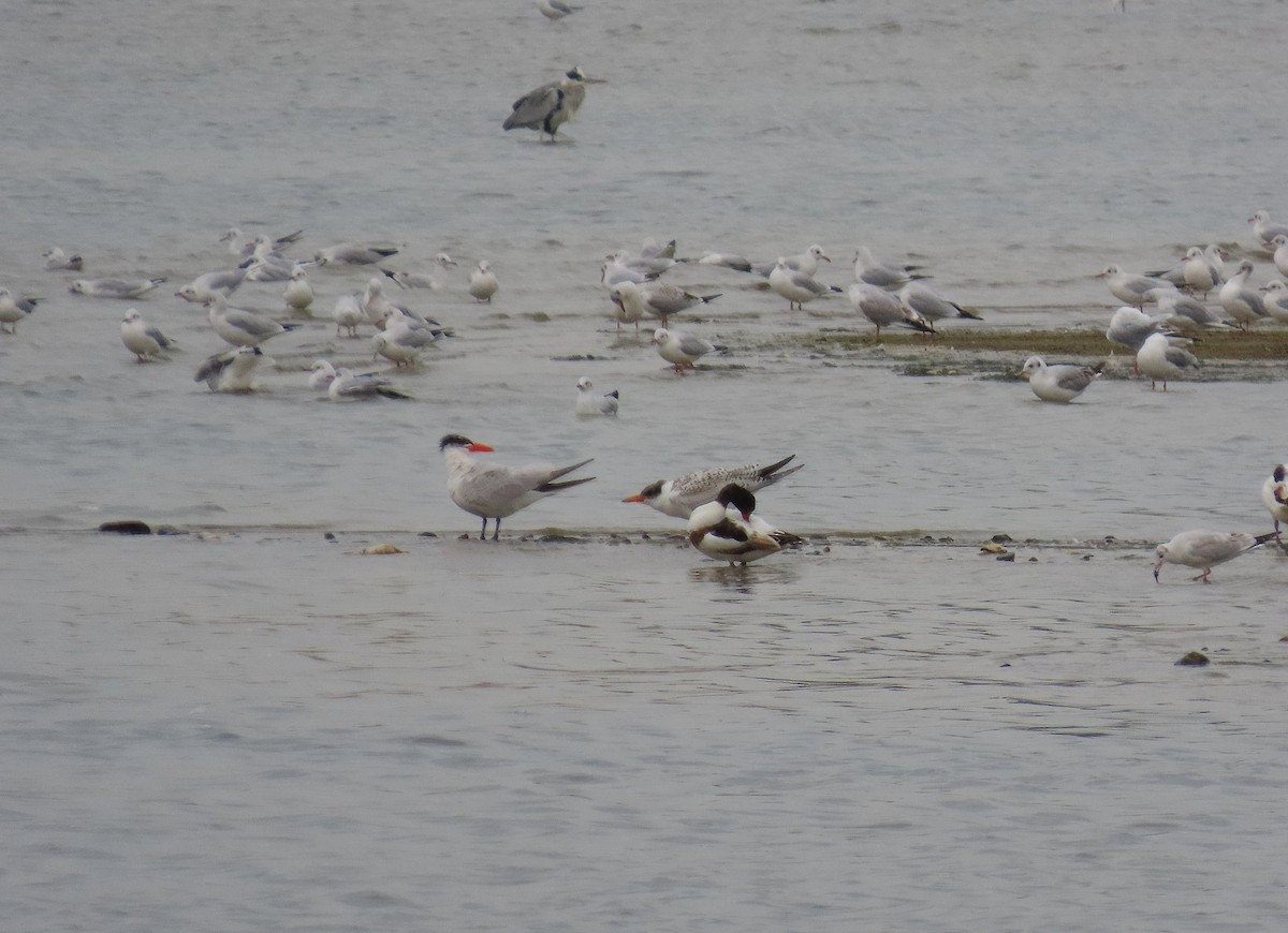 Caspian Tern - ML642897089