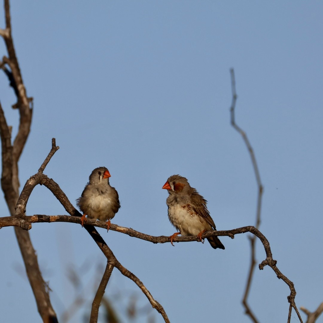 Zebra Finch - ML642897092