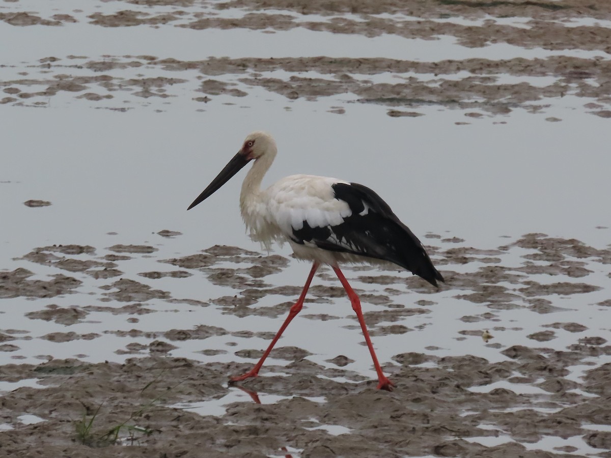 Oriental Stork - ML642897093