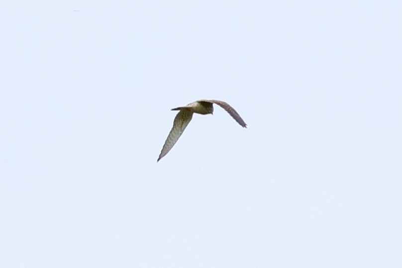 Mirotz zuri eurasiarra - ML642897094