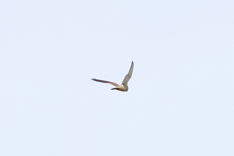 Mirotz zuri eurasiarra - ML642897096