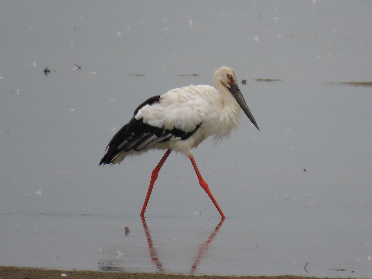 Oriental Stork - ML642897098