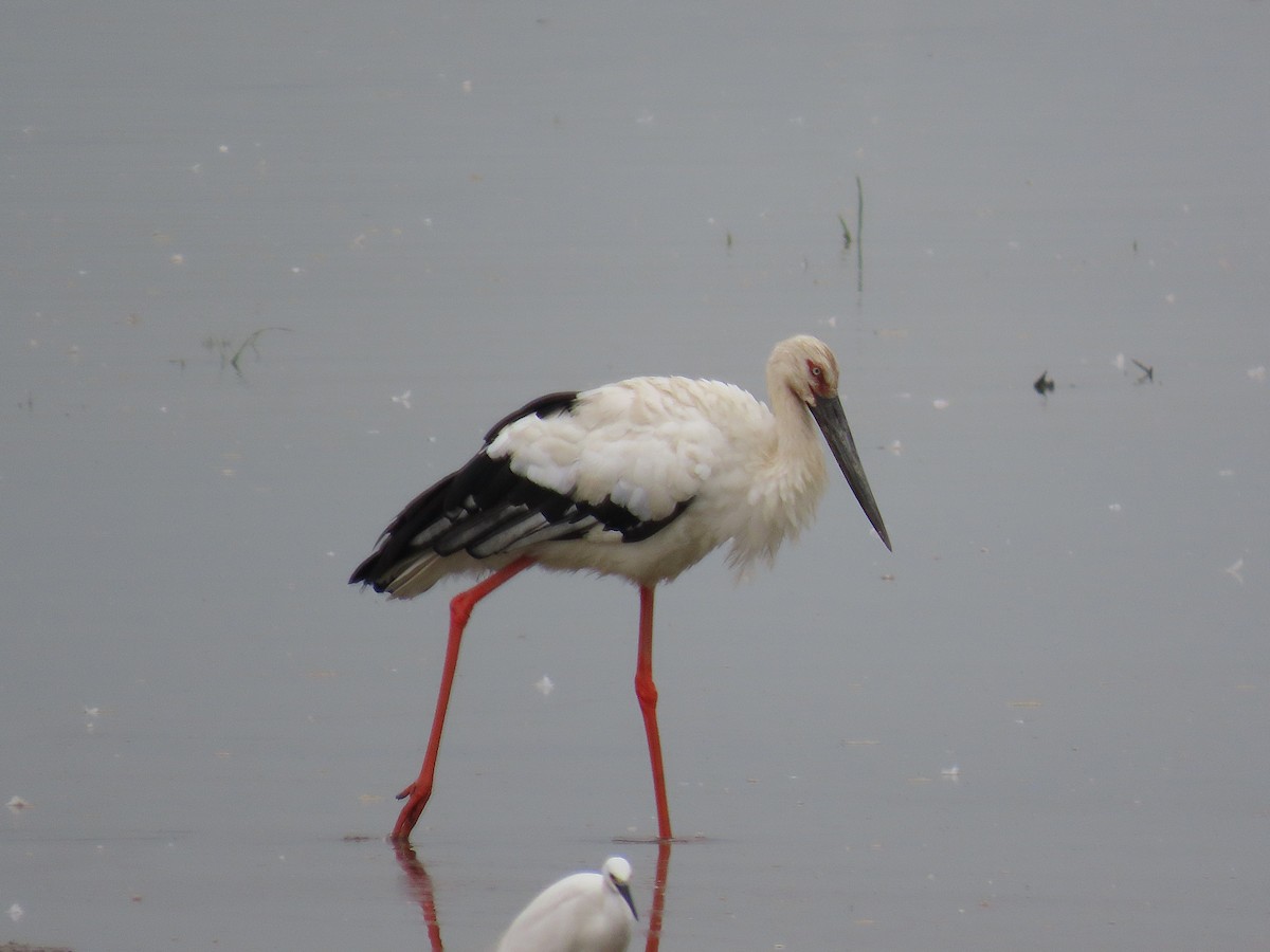Oriental Stork - ML642897099