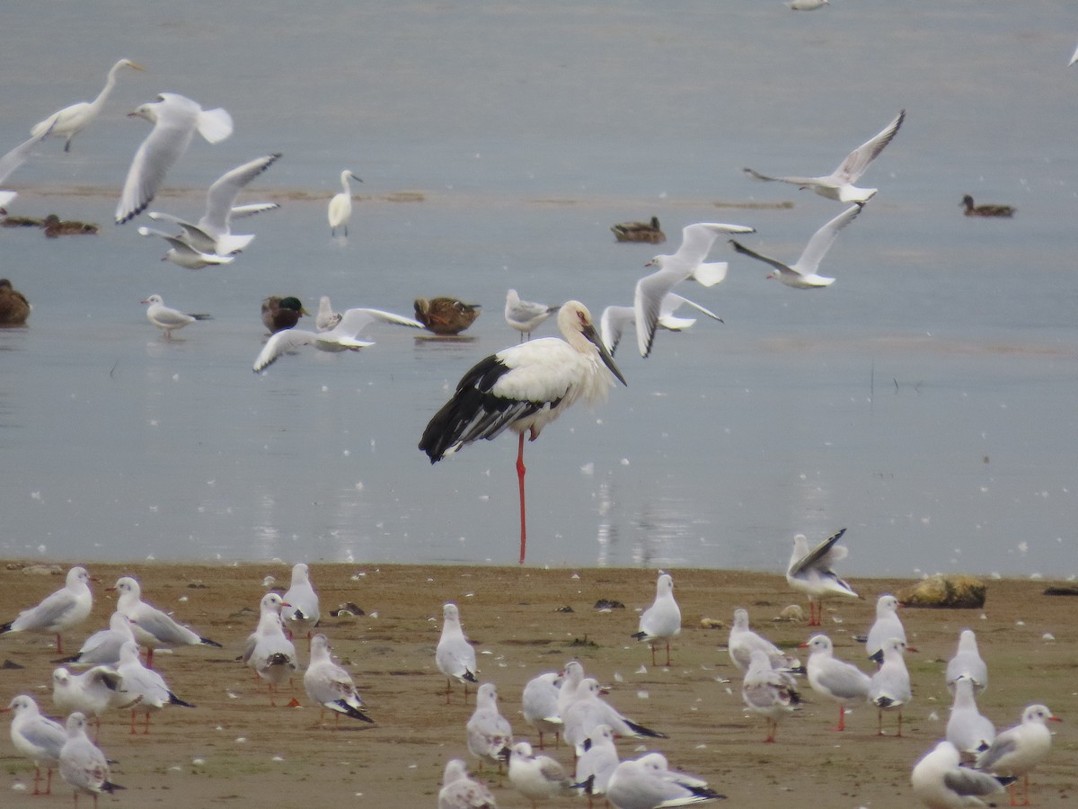 Oriental Stork - ML642897100