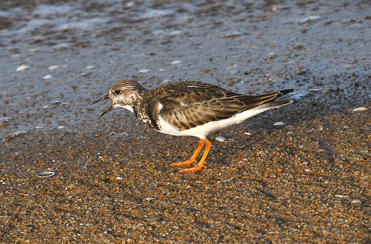 Ruddy Turnstone - ML642897103