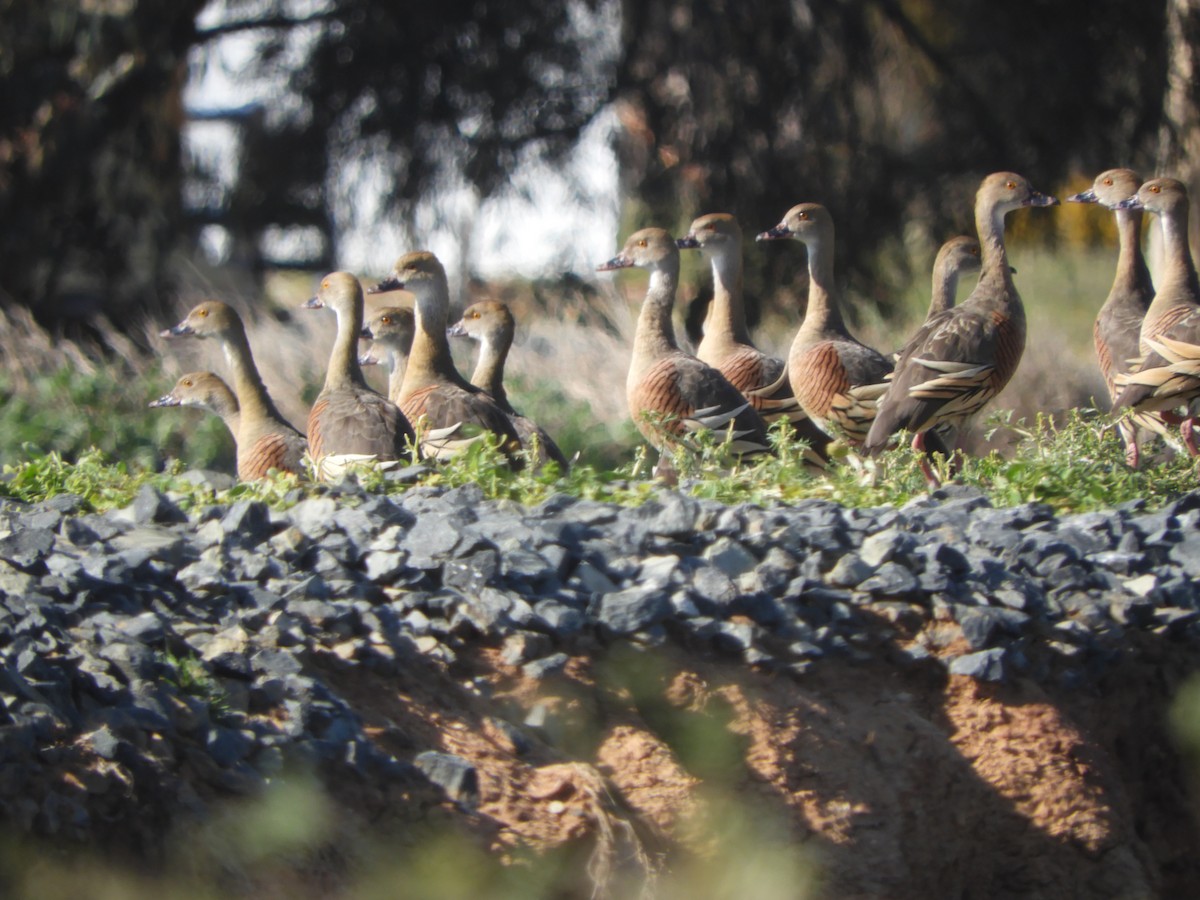 Plumed Whistling-Duck - ML642897105