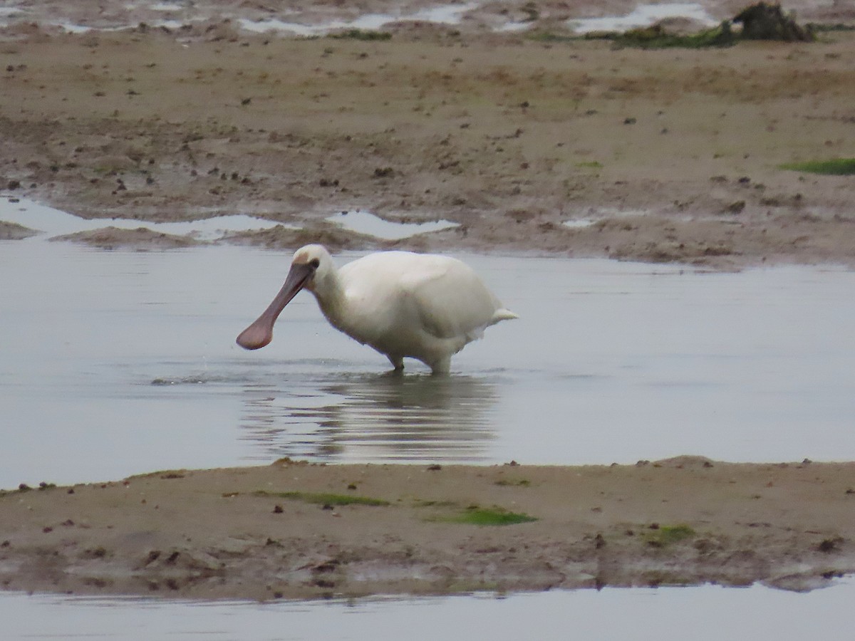 Eurasian Spoonbill - ML642897106