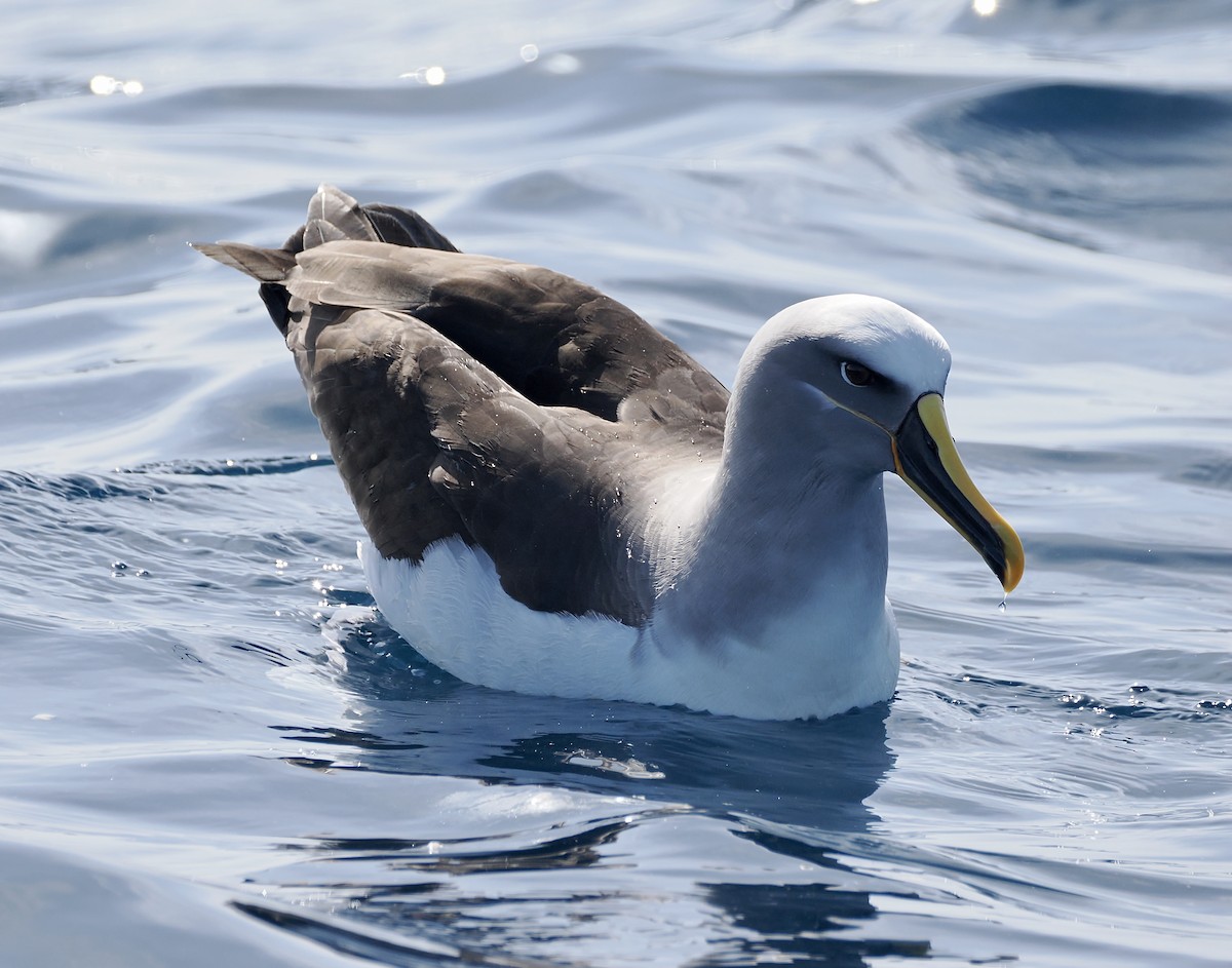 Albatros de Buller - ML642897107