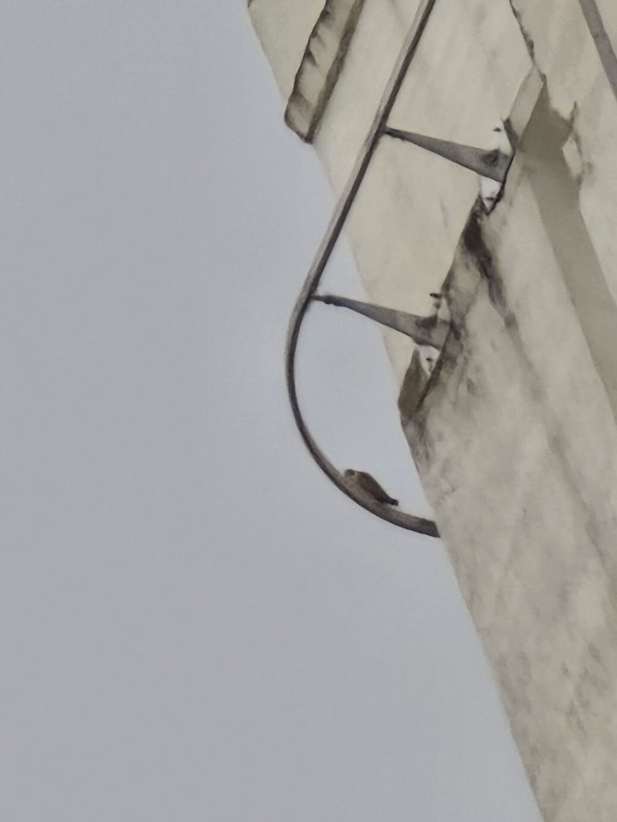 Peregrine Falcon (Shaheen) - ML642897124