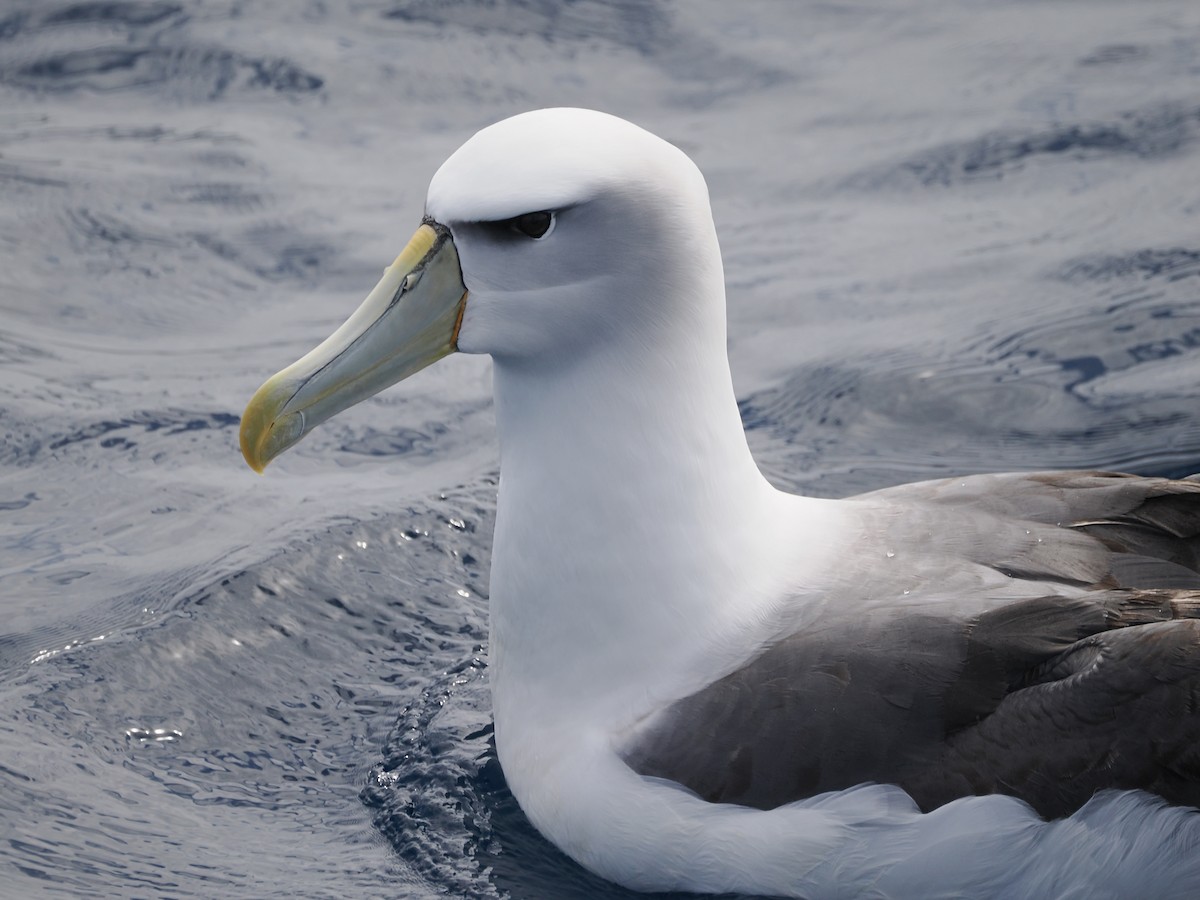White-capped Albatross - ML642897125