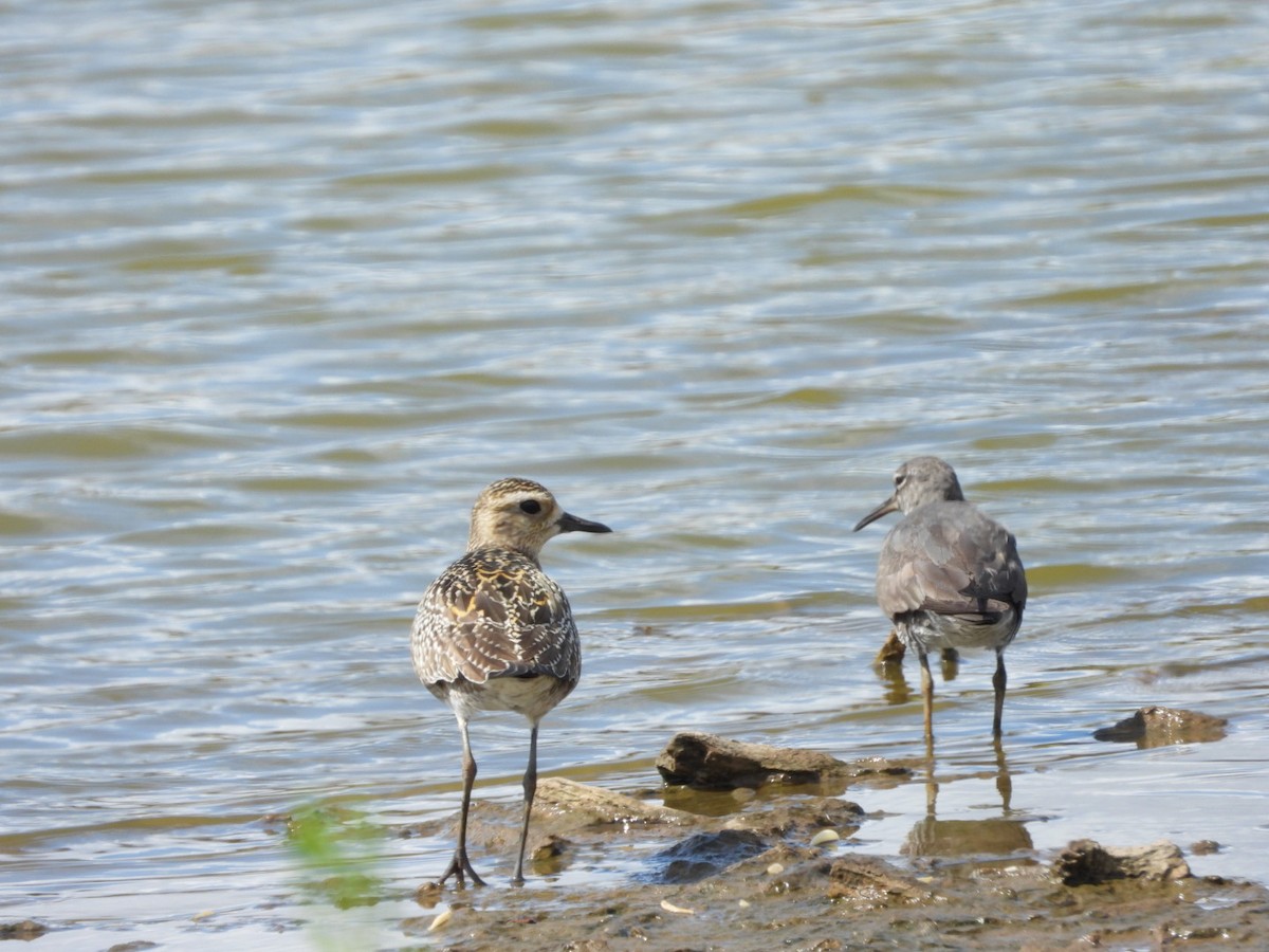 Wanderwasserläufer - ML642897126