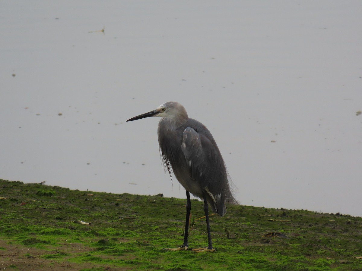 Little Egret - ML642897129