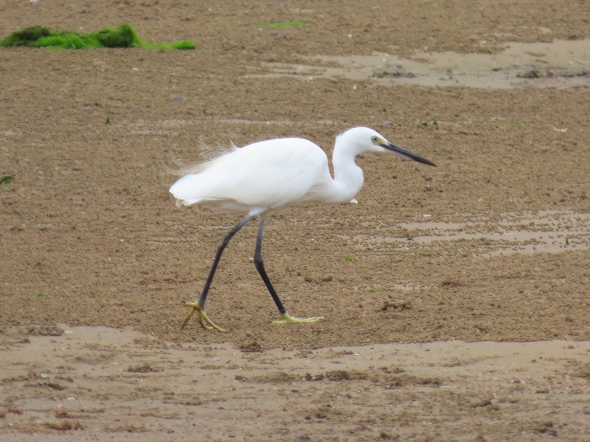 Little Egret - ML642897130