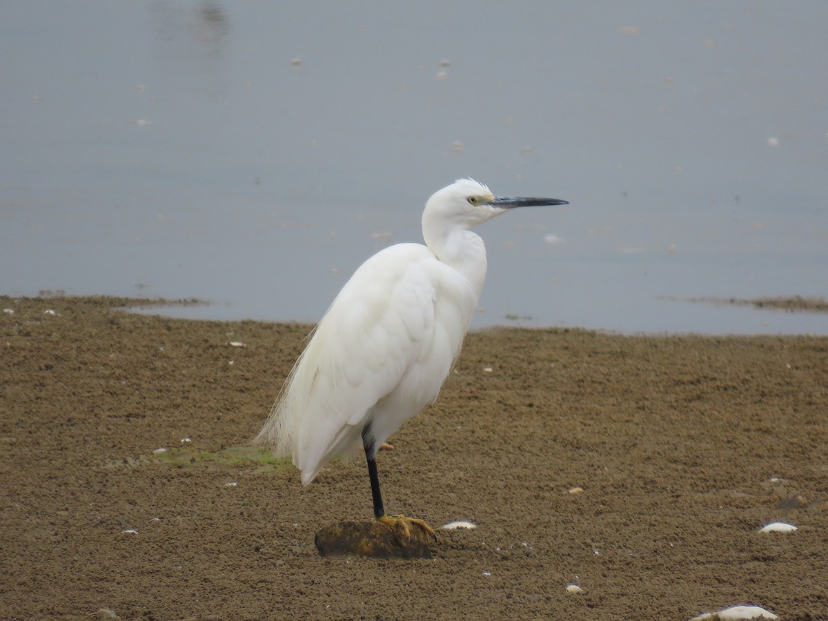 Little Egret - ML642897131