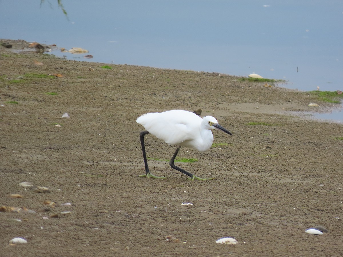 Little Egret - ML642897132