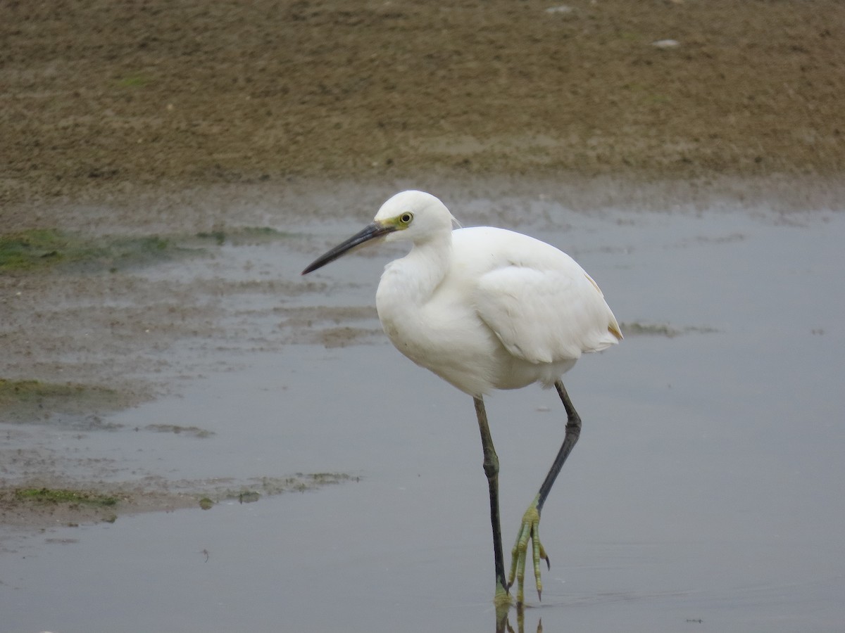 Little Egret - ML642897133