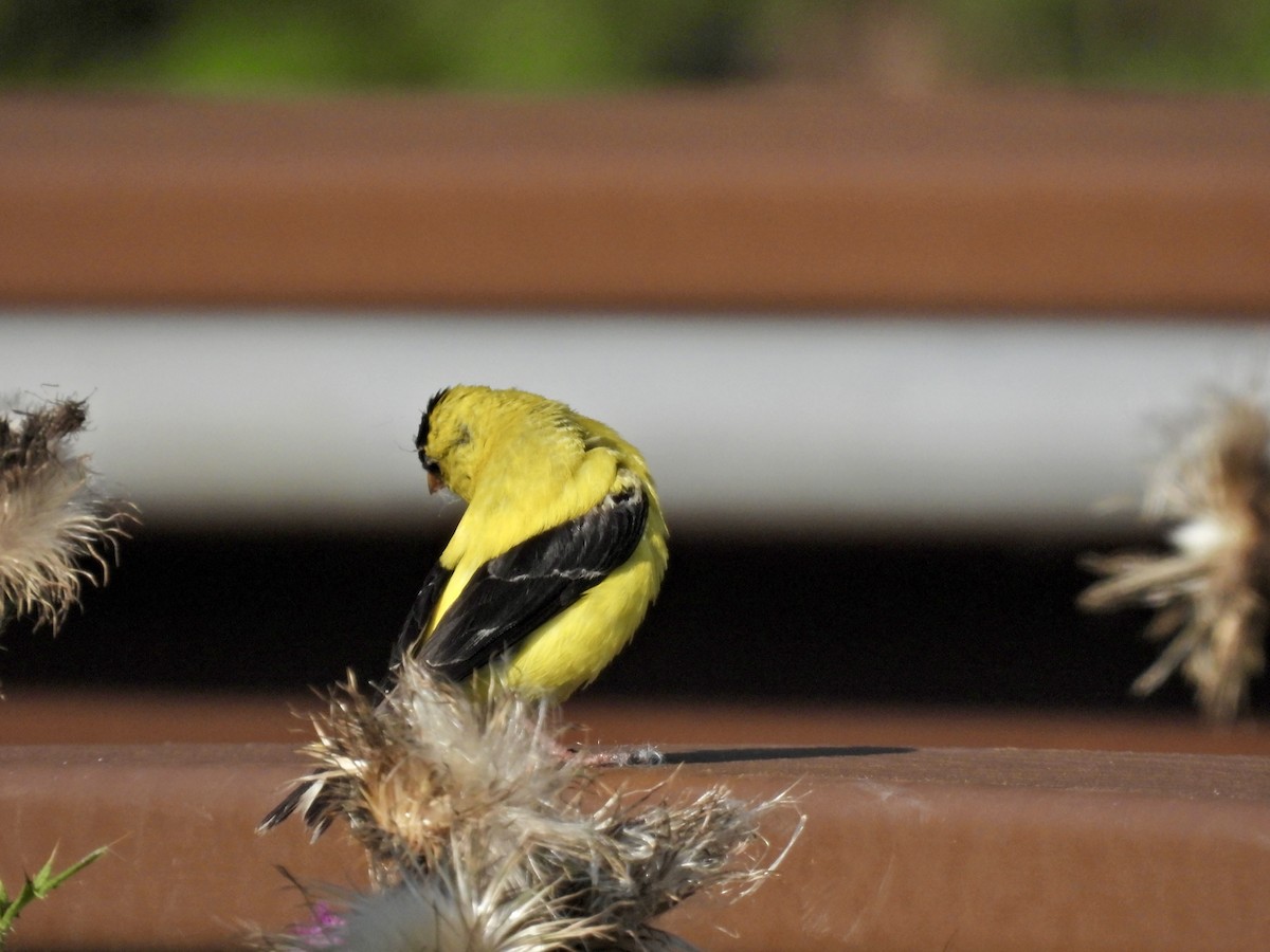 American Goldfinch - ML642897139