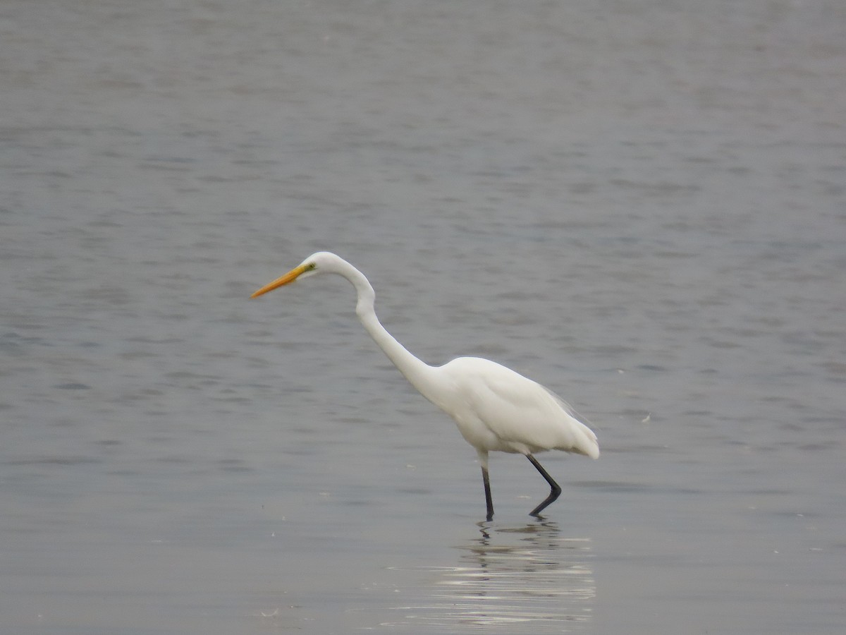 Great Egret - ML642897142