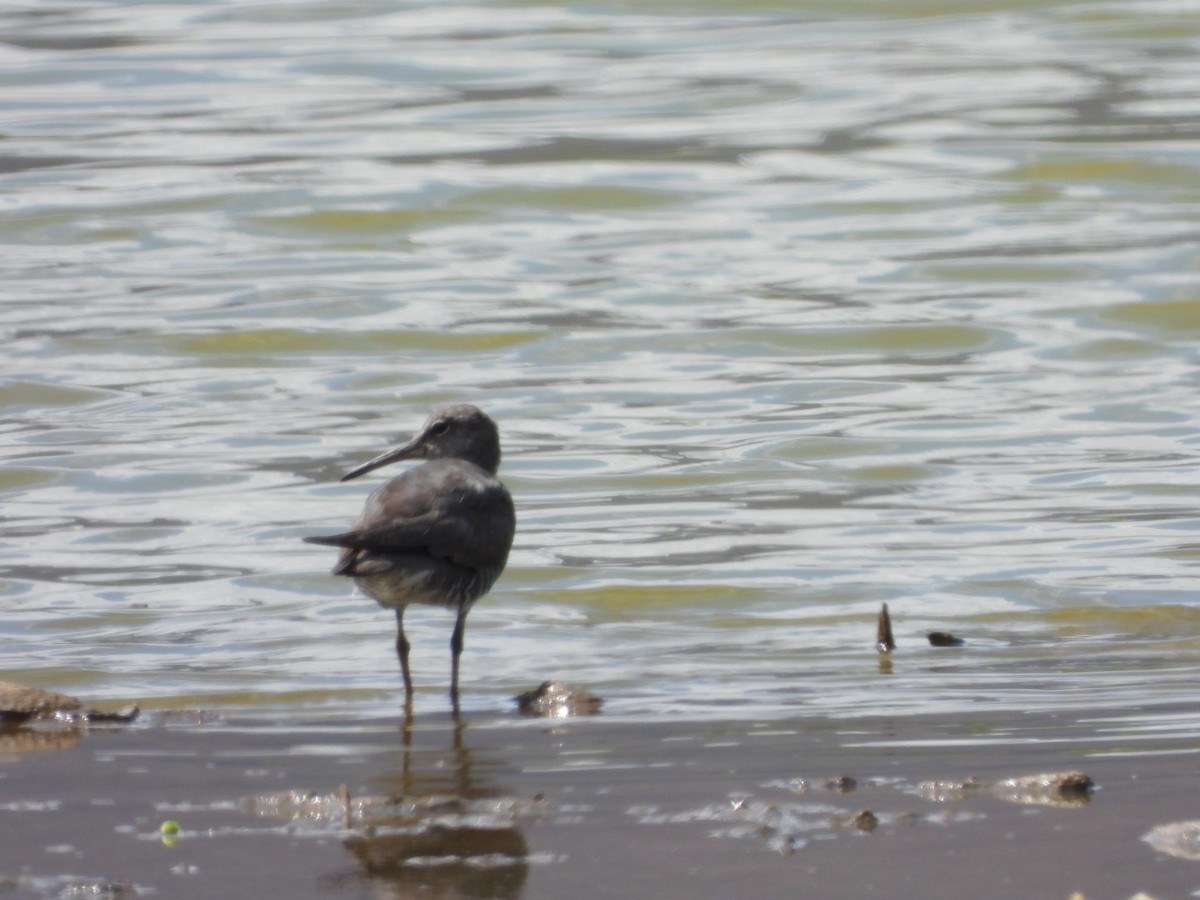 Wanderwasserläufer - ML642897148