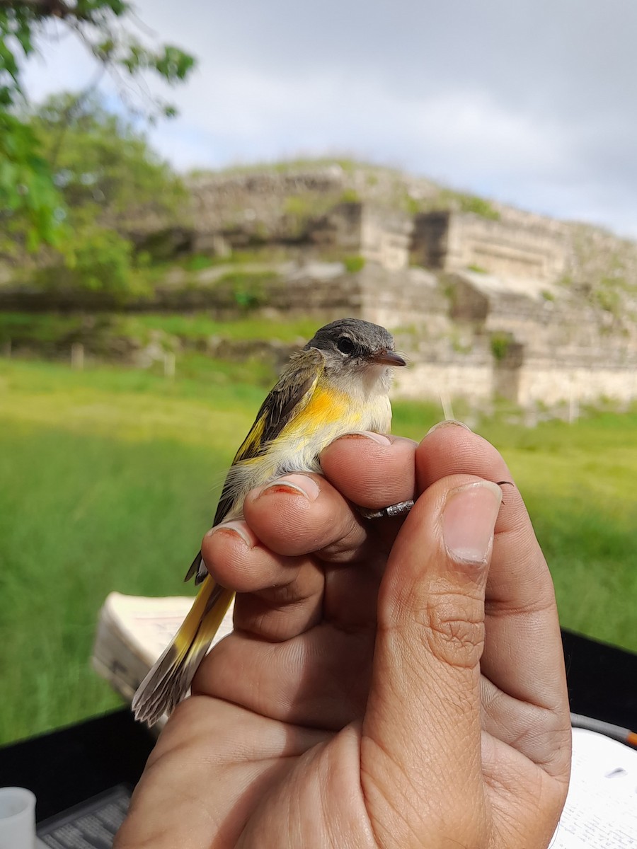 American Redstart - ML642897152