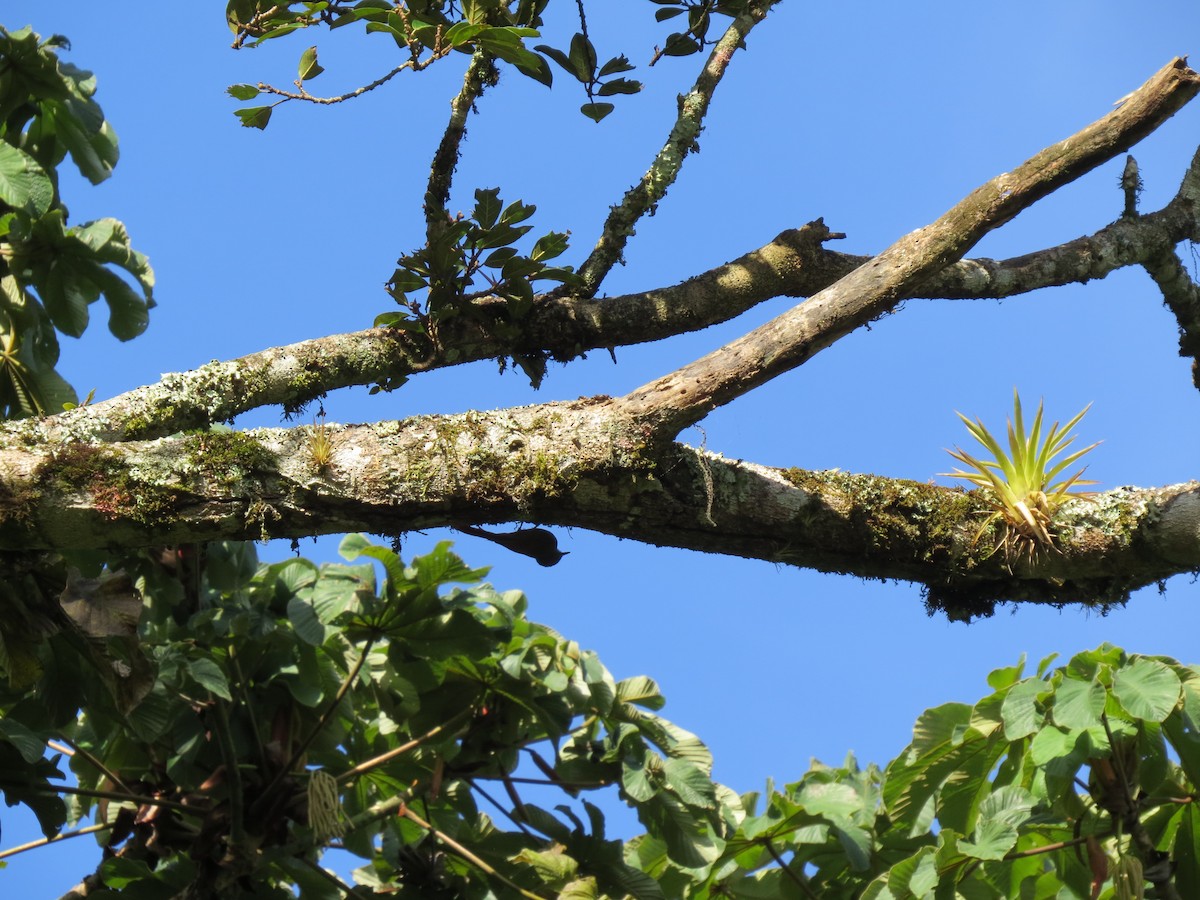 Olivaceous Woodcreeper - ML642897154