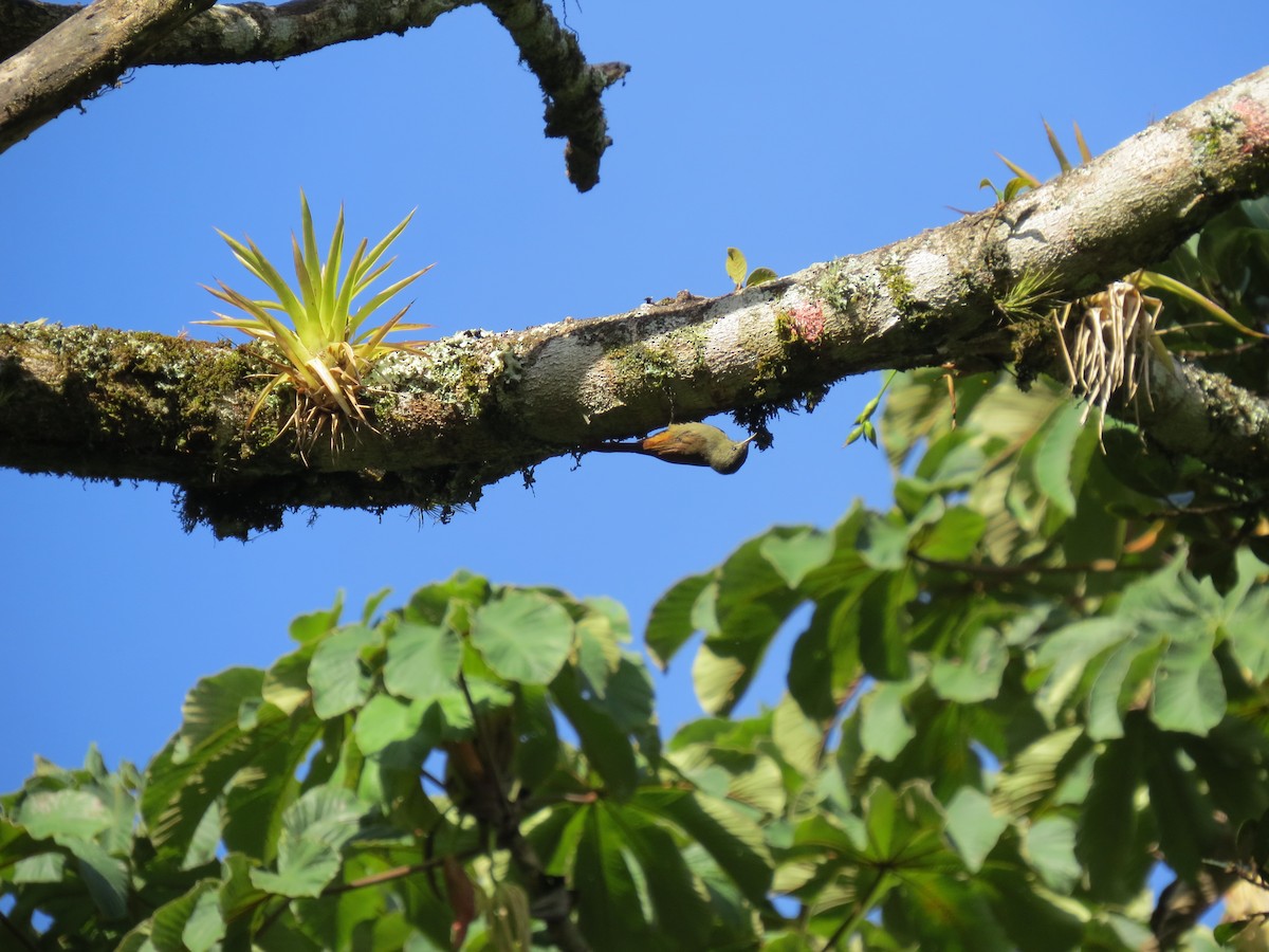 Olivaceous Woodcreeper - ML642897156