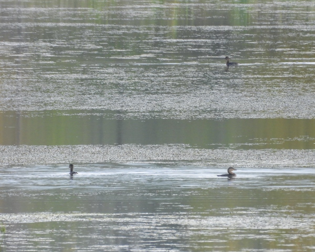 Pied-billed Grebe - ML642897163