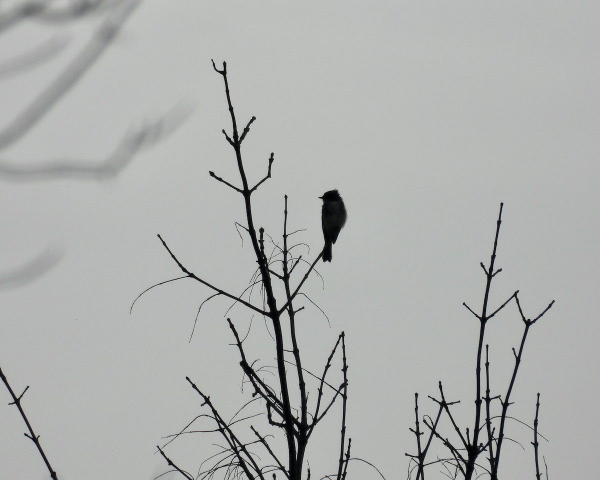Eastern Phoebe - ML642897167