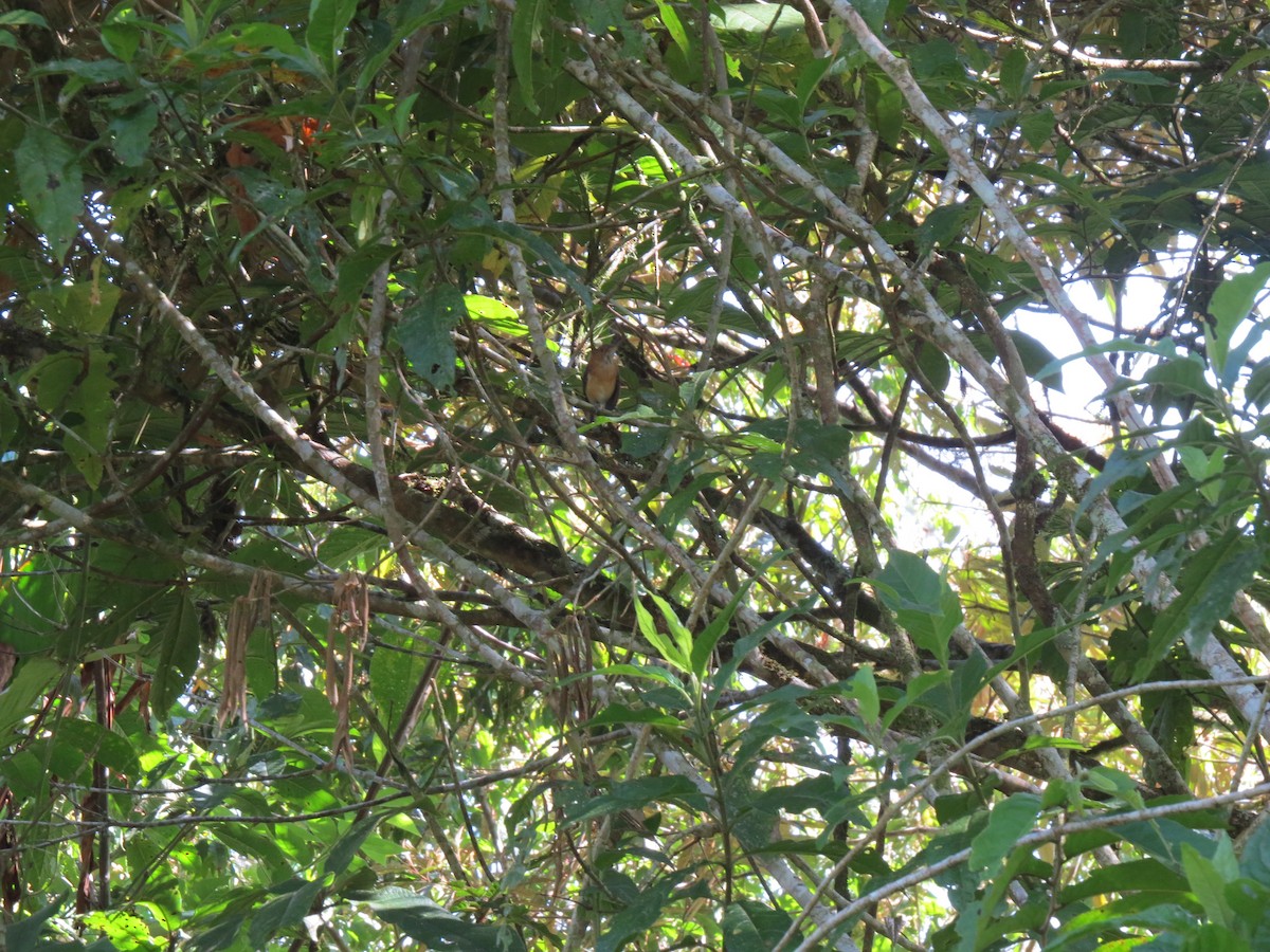 Long-billed Gnatwren - ML642897174