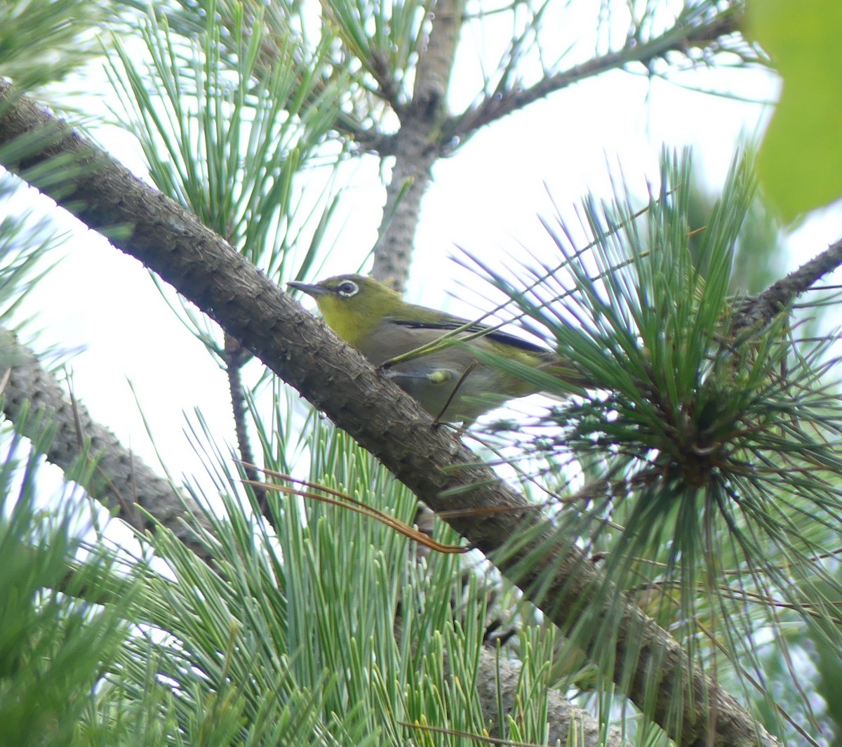 Warbling White-eye - ML642897175