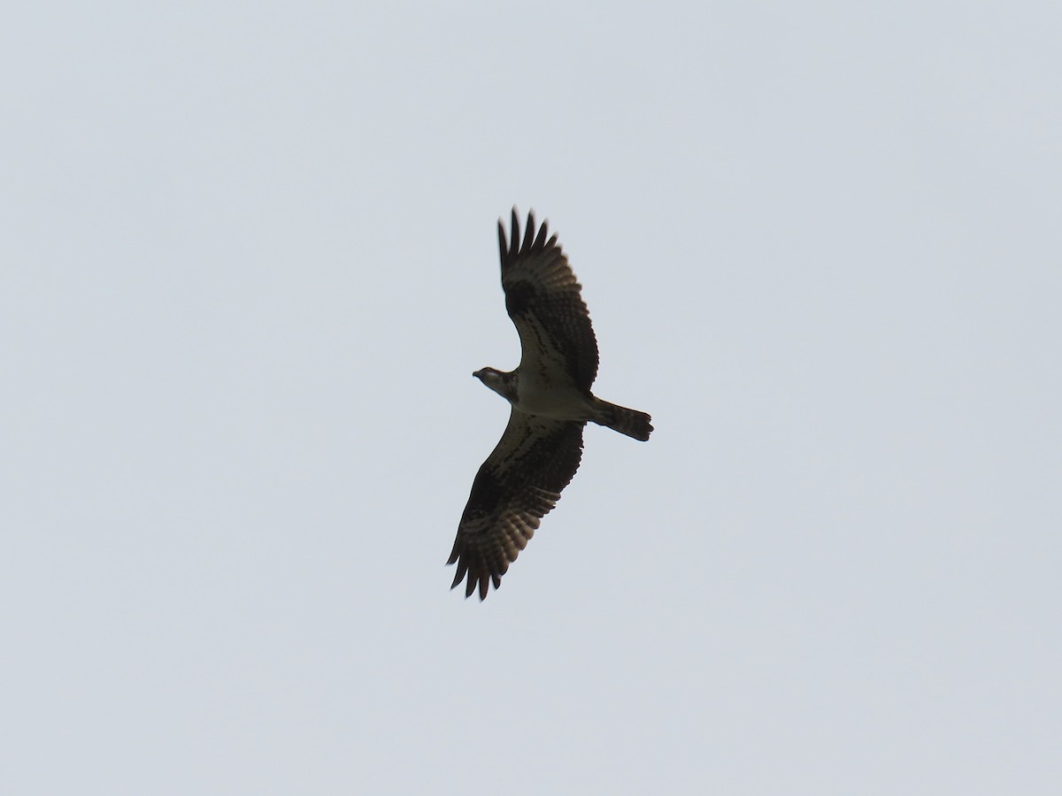 Osprey - ML642897177